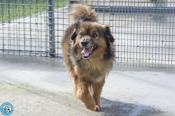 Bush: un simpatico orsetto di 10 kg Foto 4